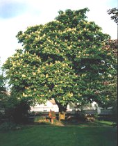 baum_1